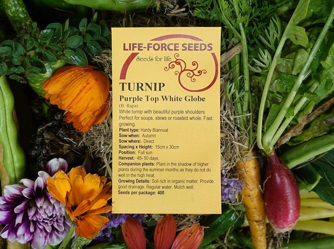 Turnip, Purple Top White Globe - LifeForce Seeds