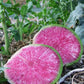 Radish, Watermelon - LifeForce Seeds