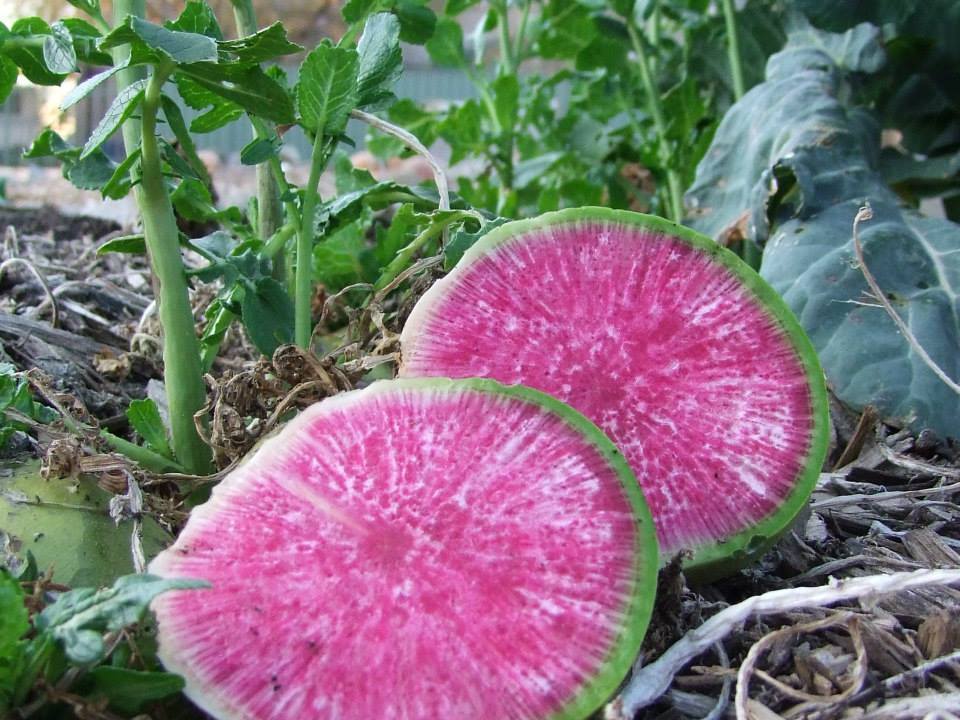 Radish, Watermelon - LifeForce Seeds
