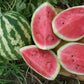 Watermelon, Crimson Sweet - LifeForce Seeds