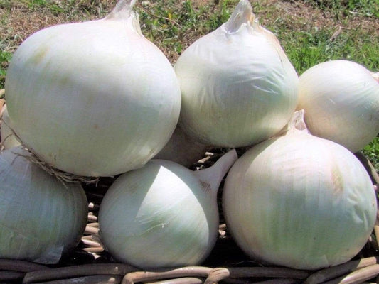 Onion Spanish White - LifeForce Seeds