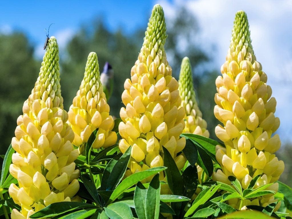Lupin Russell, Chandelier - LifeForce Seeds