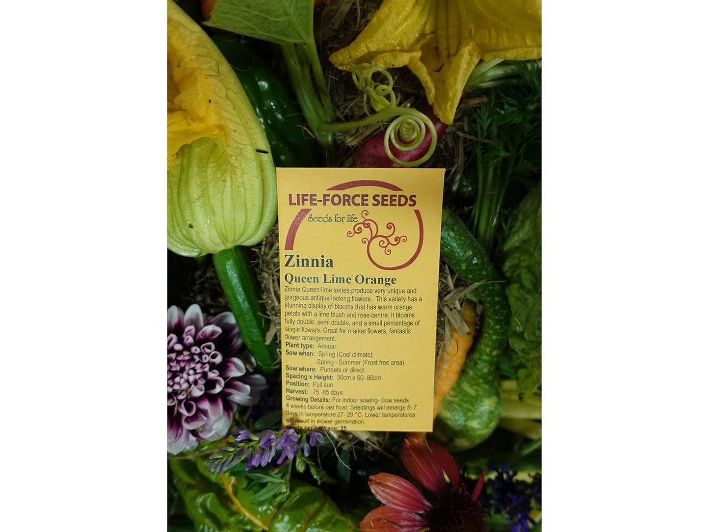 Zinnia, Queen Lime Orange - LifeForce Seeds