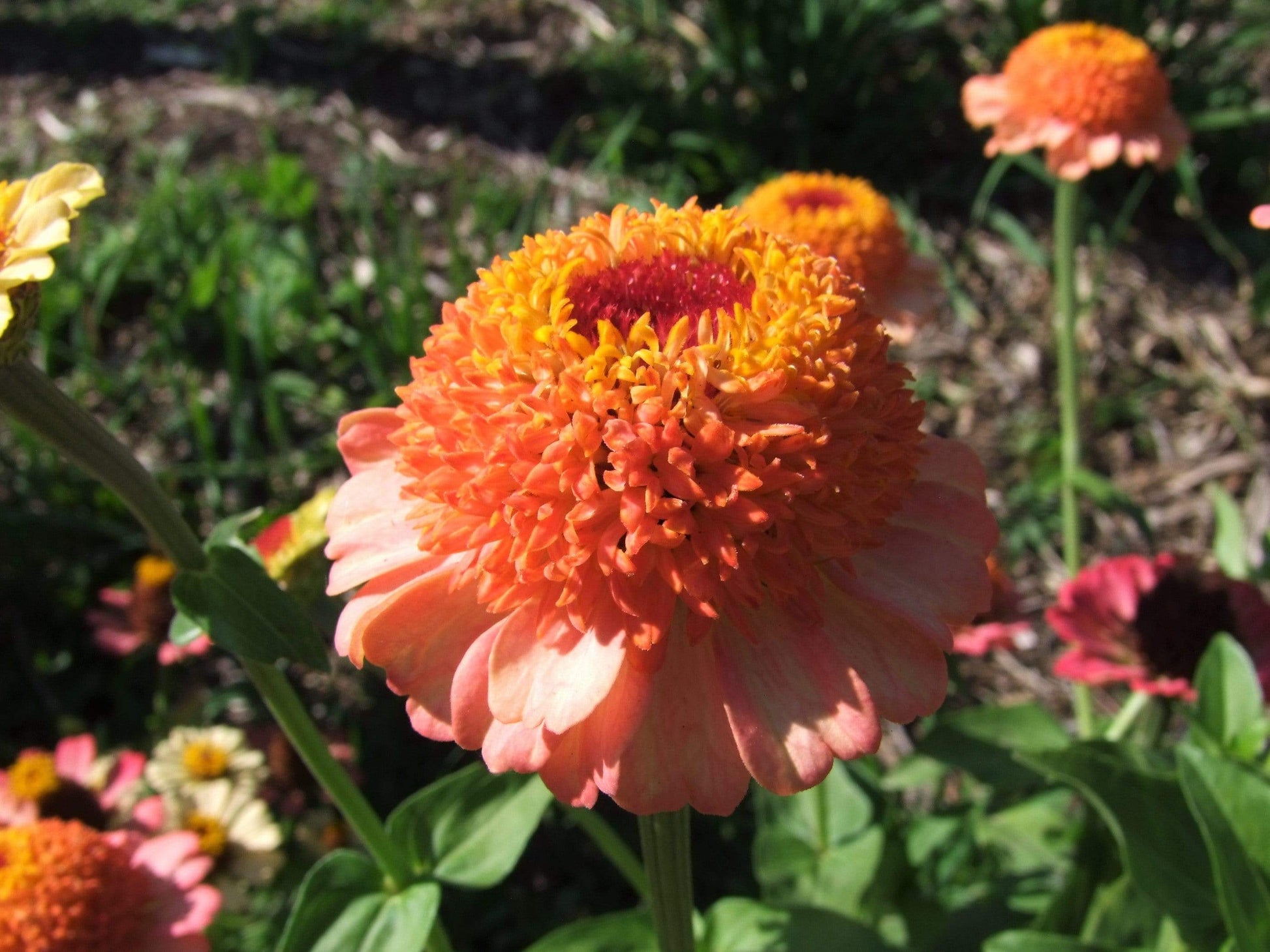 Zinnia, Zinderella Peach - LifeForce Seeds