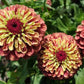 Zinnia, Queen Lime Red - LifeForce Seeds