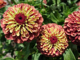 Zinnia, Queen Lime Red - LifeForce Seeds