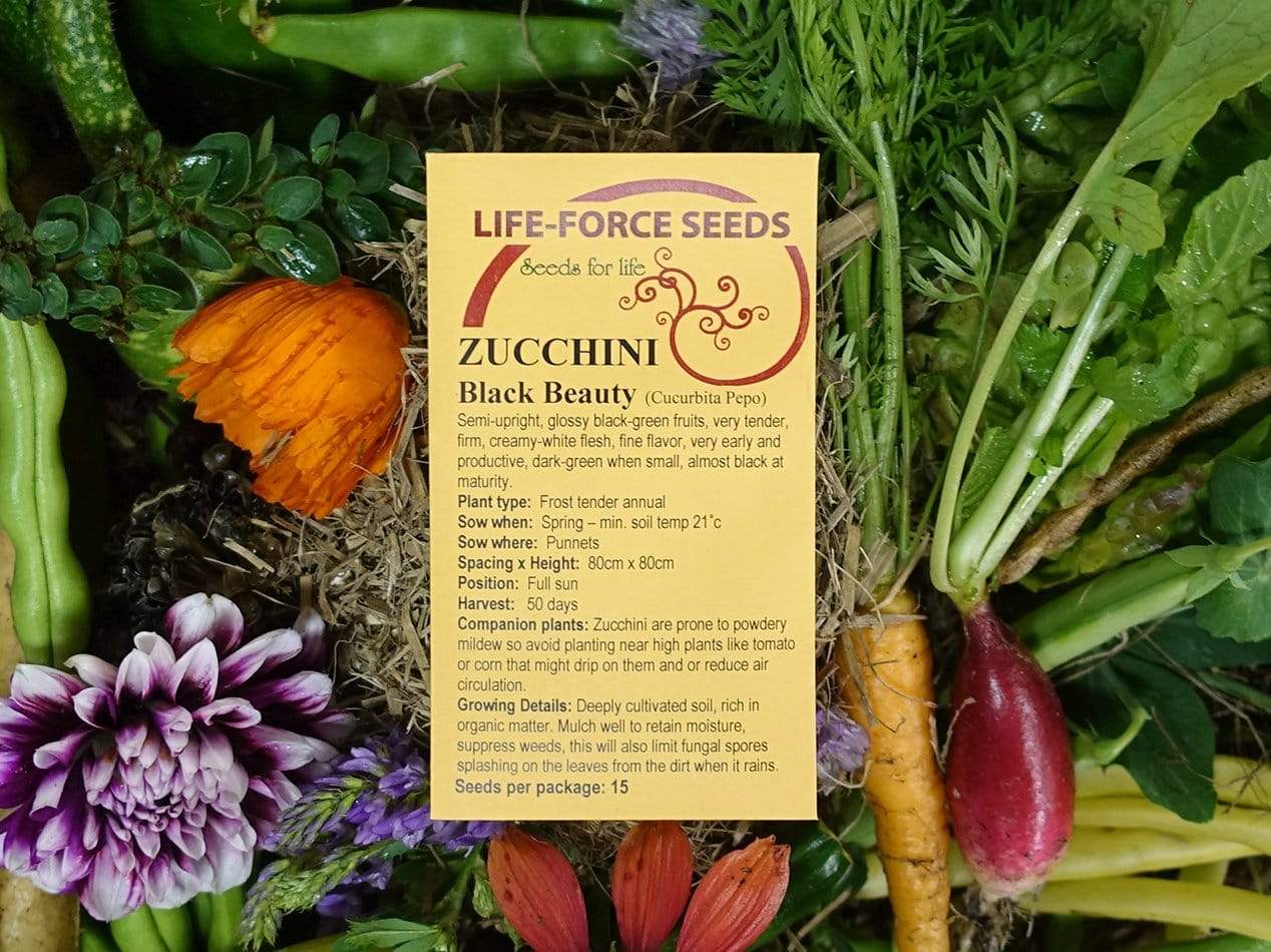 Zucchini, Black Beauty - LifeForce Seeds