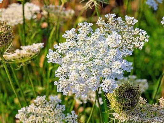 Caraway Seeds - LifeForce Seeds