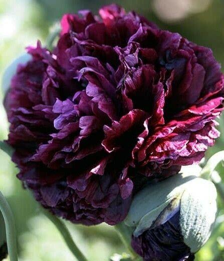 Poppy, Peony Double Black - LifeForce Seeds