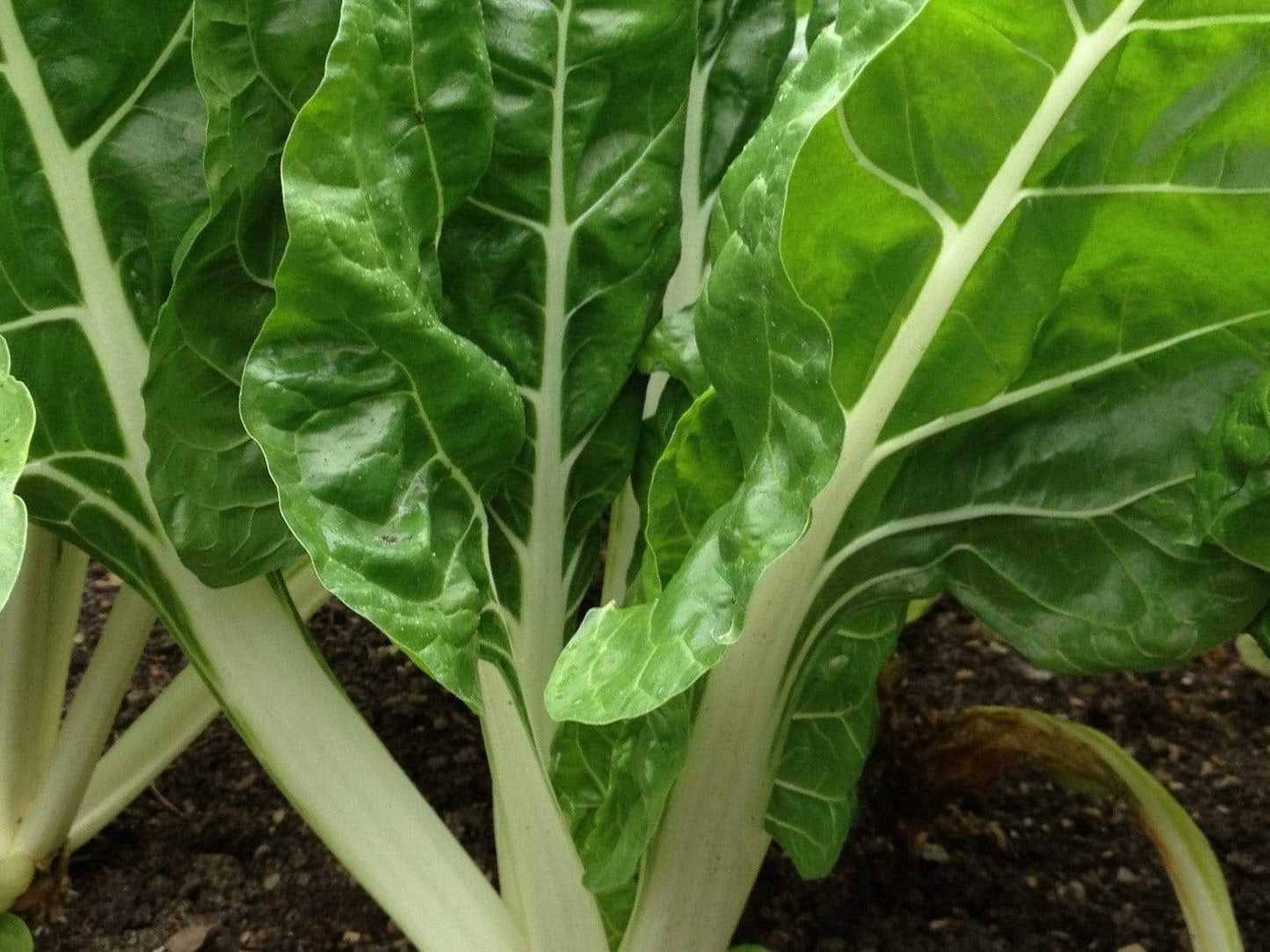 Silverbeet/ Swiss Chard, Fordhook Giant - LifeForce Seeds