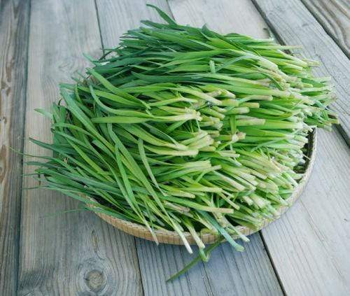 Chive Garlic - LifeForce Seeds