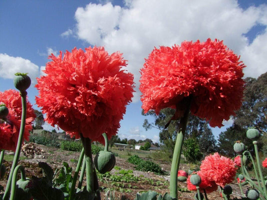 Poppy, Peony Double Coral Pink - LifeForce Seeds
