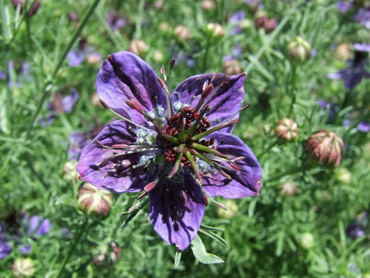 Nigella Midnight - LifeForce Seeds