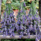Lavender True - LifeForce Seeds