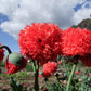 Poppy, Peony Double Coral Pink - LifeForce Seeds