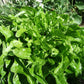 Lettuce Royal Oakleaf Green - LifeForce Seeds