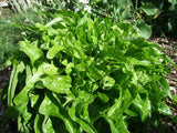 Lettuce Royal Oakleaf Green - LifeForce Seeds