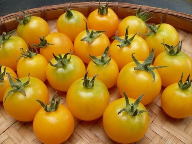 Tomato, Yellow Tommy Toe - LifeForce Seeds