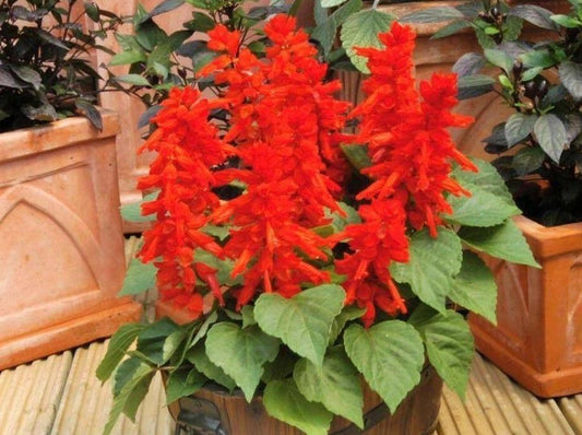 Salvia Blaze of Fire - LifeForce Seeds