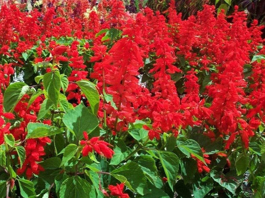 Salvia Blaze of Fire - LifeForce Seeds