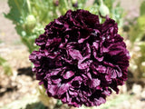 Poppy, Peony Double Black - LifeForce Seeds