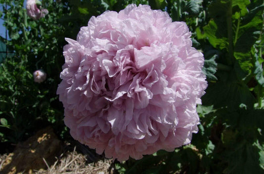 Poppy, Peony Double Lilac - LifeForce Seeds