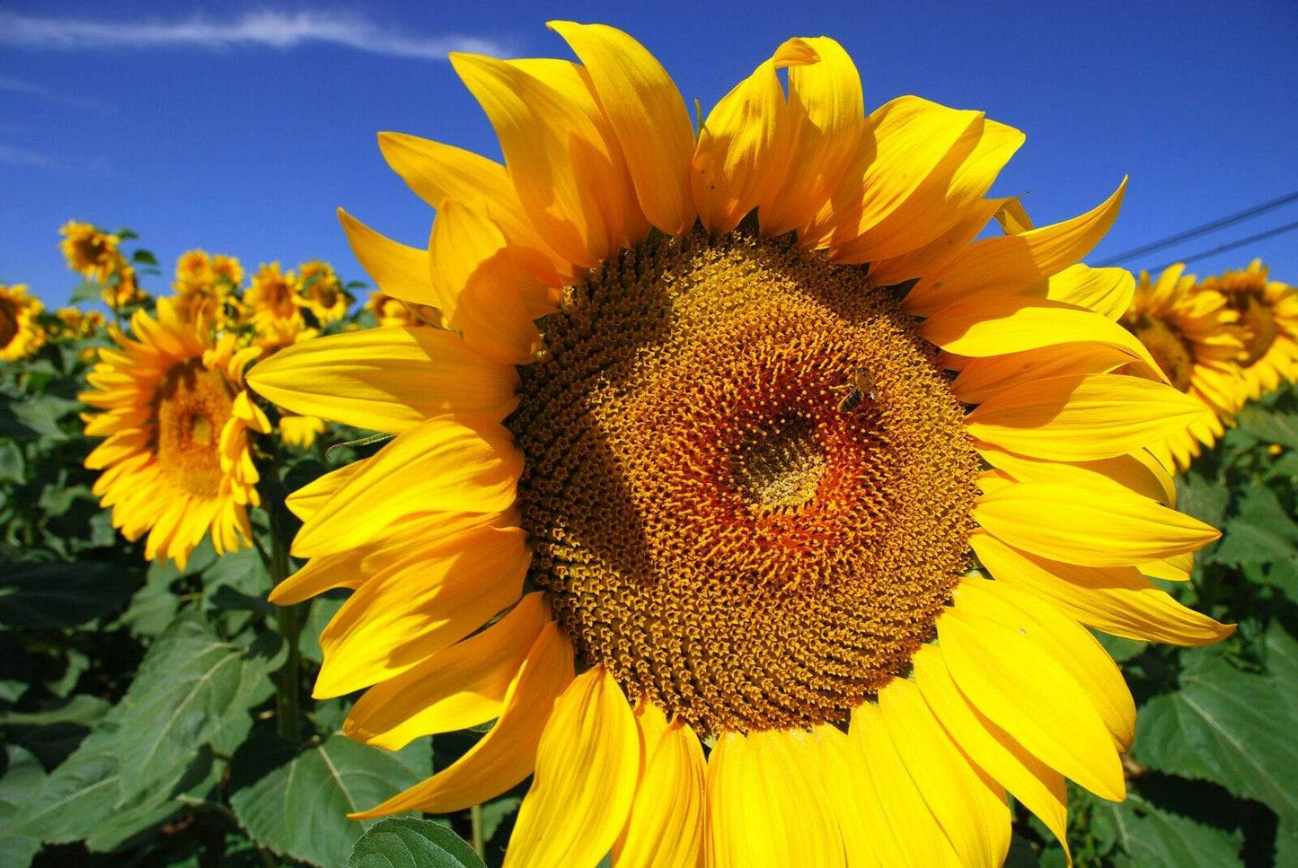 Sunflower Giant Russian - LifeForce Seeds