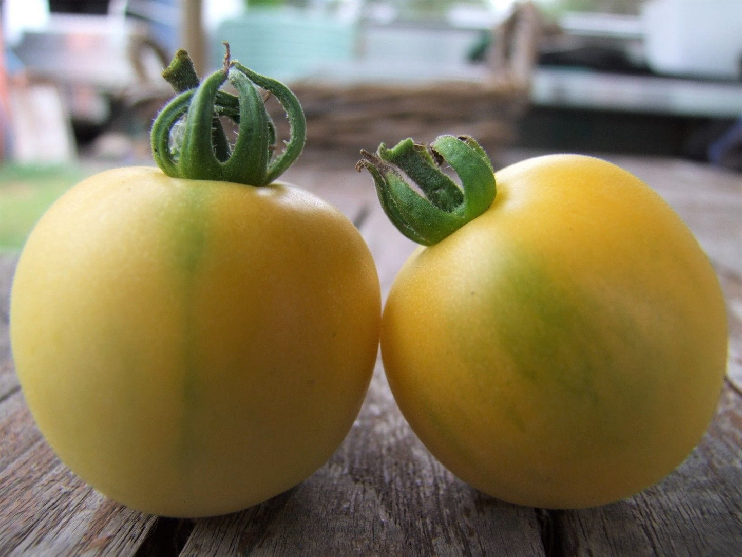 Tomato, Wapsipinicon Peach - LifeForce Seeds